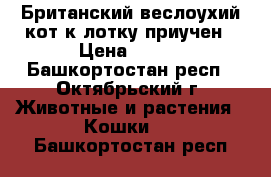 Британский веслоухий кот к лотку приучен › Цена ­ 500 - Башкортостан респ., Октябрьский г. Животные и растения » Кошки   . Башкортостан респ.